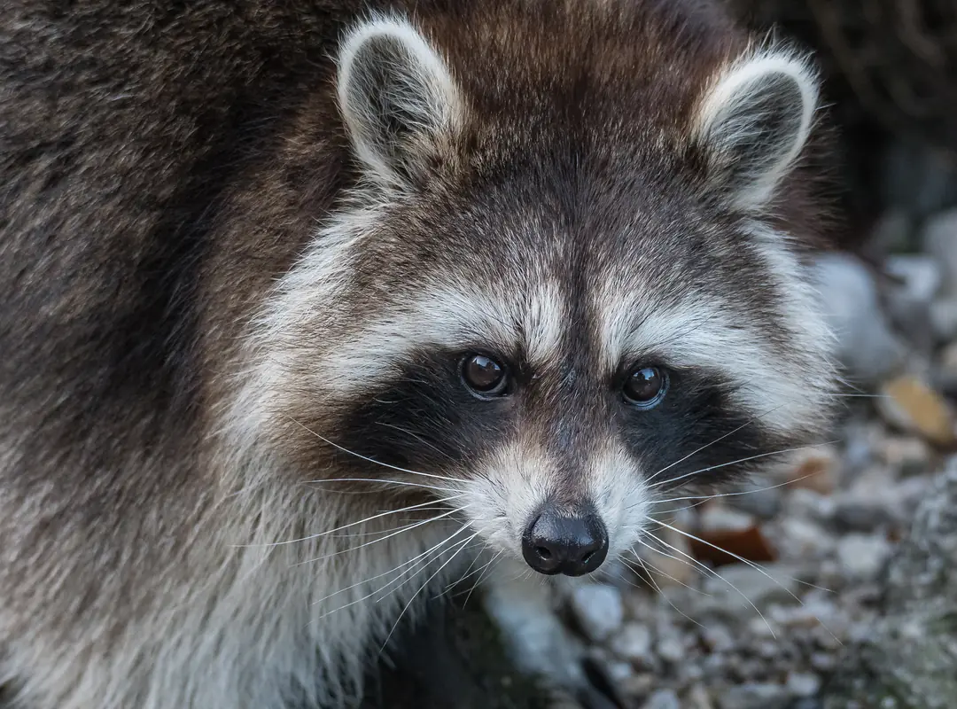 アライグマの顔の拡大。目のまわりが黒く、耳のふちと口のまわりが白い