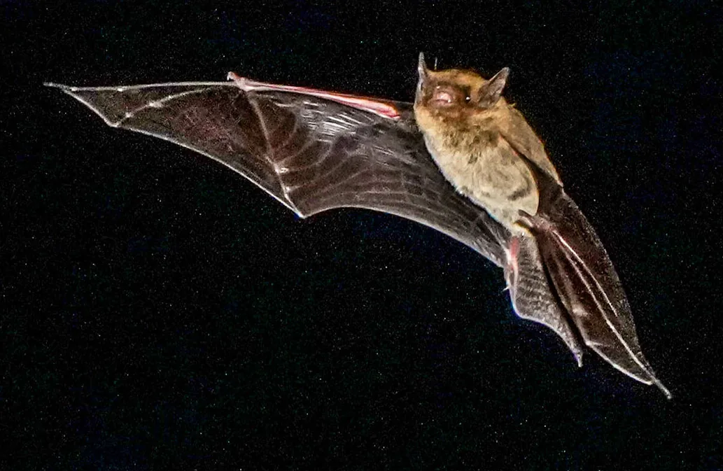 夜空を飛ぶアブラコウモリ。翼を広げると胴体の何倍もの幅になる