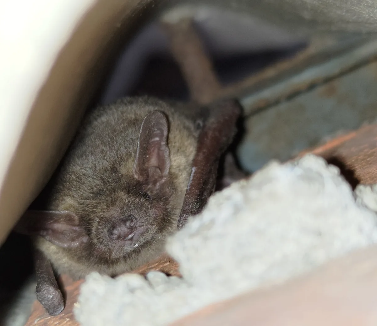 狭いすき間にもぐり込んだアブラコウモリ。黒っぽい顔と大きめの耳が見える
